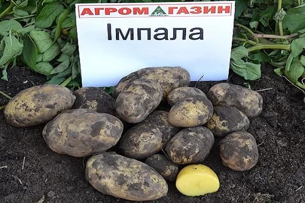 фузарийно гниене