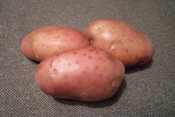 kultura rizoktonia