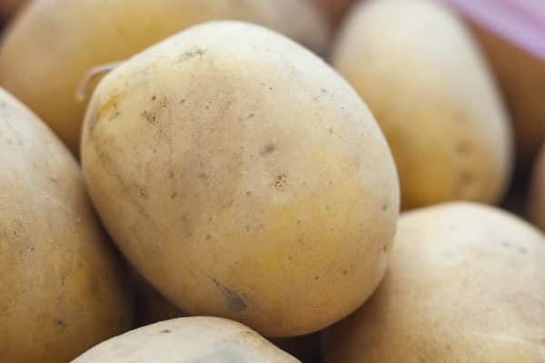 Kartoffeln wurden geboren
