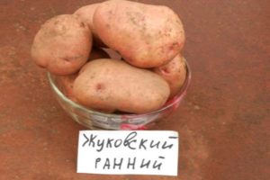 תיאור זן תפוחי האדמה ז'וקובסקי מוקדם, תכונות של טיפוח וטיפול