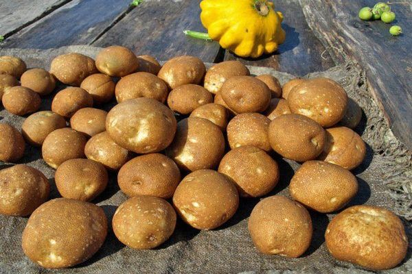 Kartoffelknollen