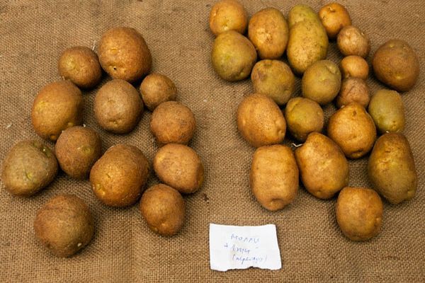 Kartoffelanbau