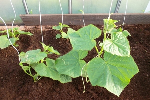 crop losses