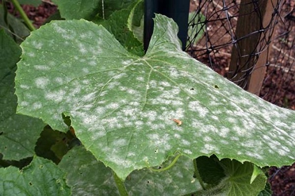 dilute urea