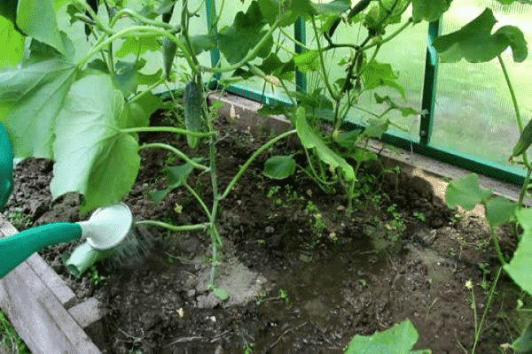 cucumber stalks