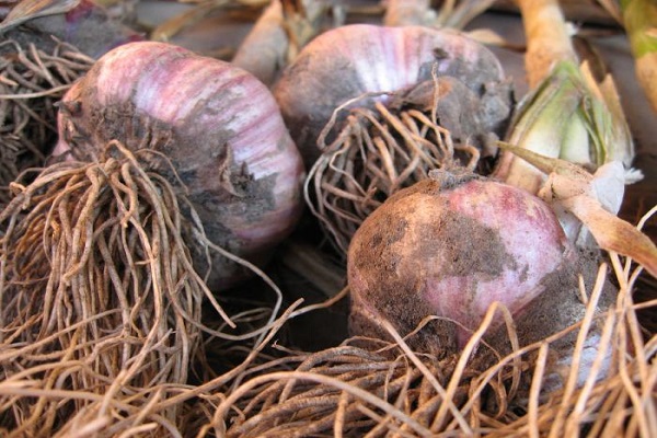 sarımsak kazmak