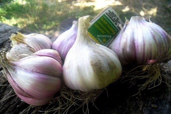 Güz Dönemi