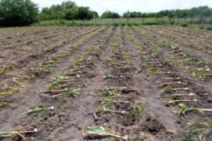 Wann muss in Kursk, Woronesch, Belgorod, Lipezk und anderen Regionen Knoblauch gegraben werden?