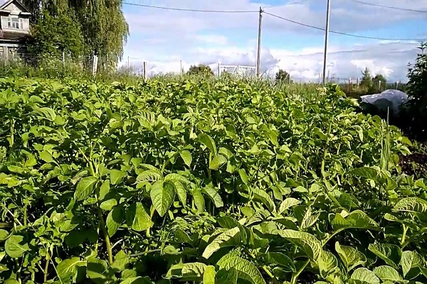 batata jovem
