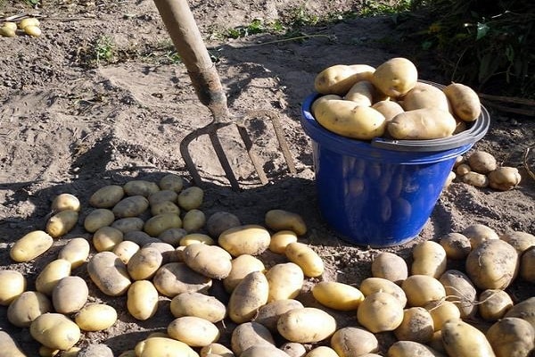 variedades de batata