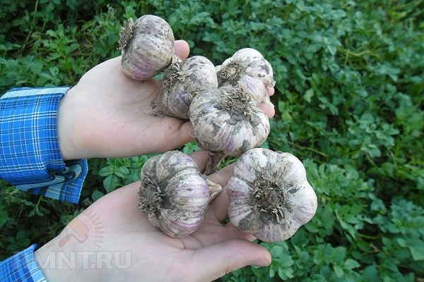 зимен чесън