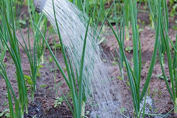 dvelende regn