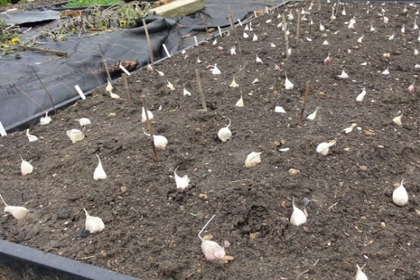 Knoblauch in Stufen