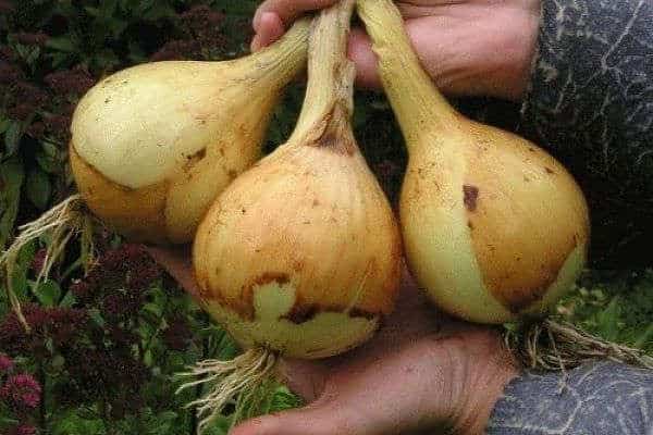 sprouted onion in hand
