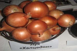 Chalcedono svogūno aprašymas, jo savybės ir auginimas iš sėklų