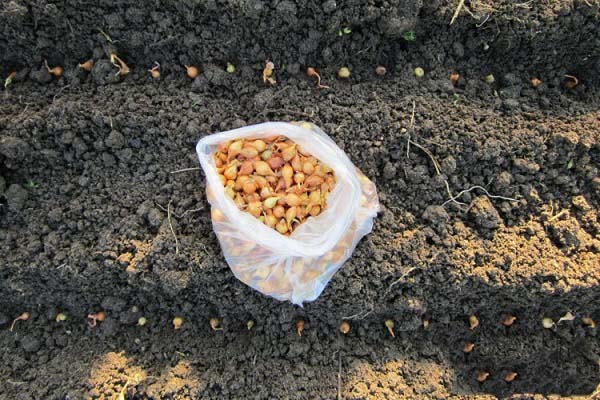 ferdige frøplanter