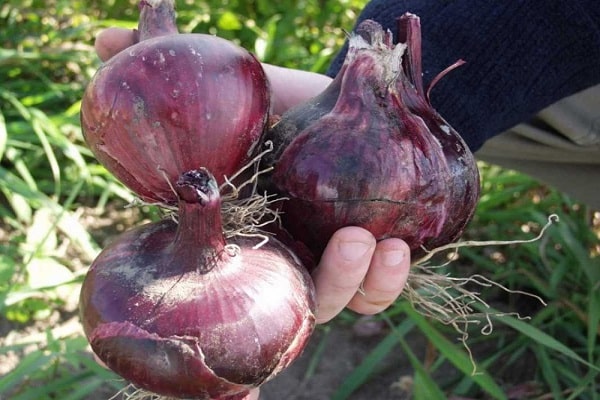 odmiany cebuli