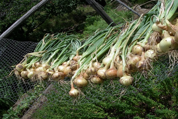 kokybiškas derlius