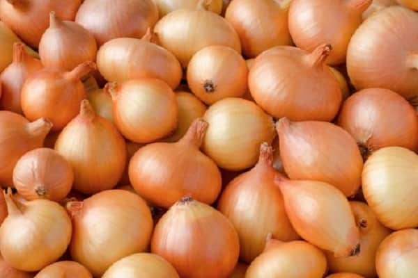ripening of bulbs