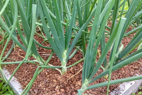 planting plant