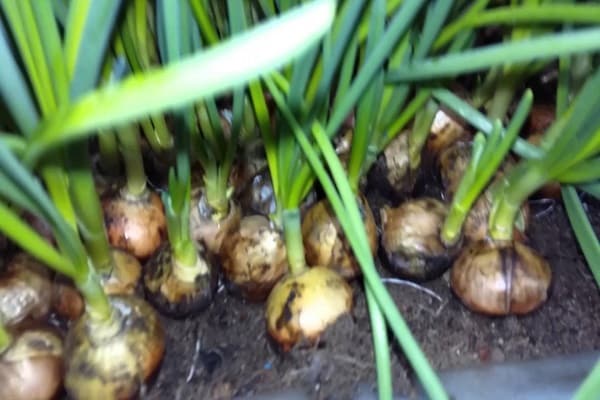 fertilization