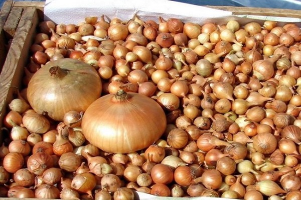 שטוטגארטר ריזן