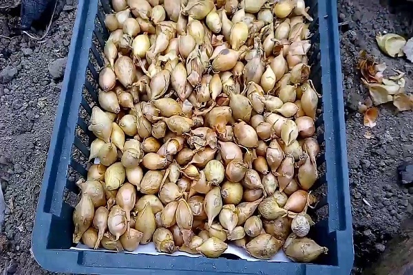 plantearbeid