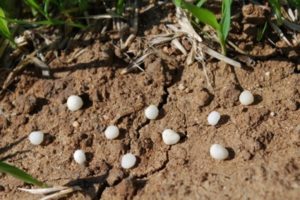 Was ist Harnstoff (Carbamid), Anweisungen für die Verwendung von Düngemitteln im Garten