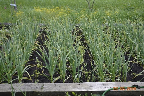 rake off the garlic