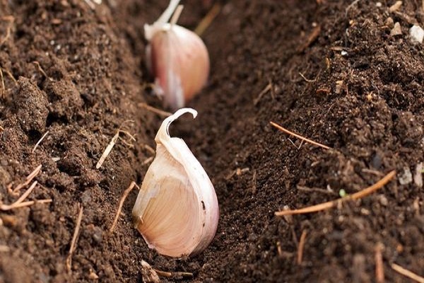 open the garlic