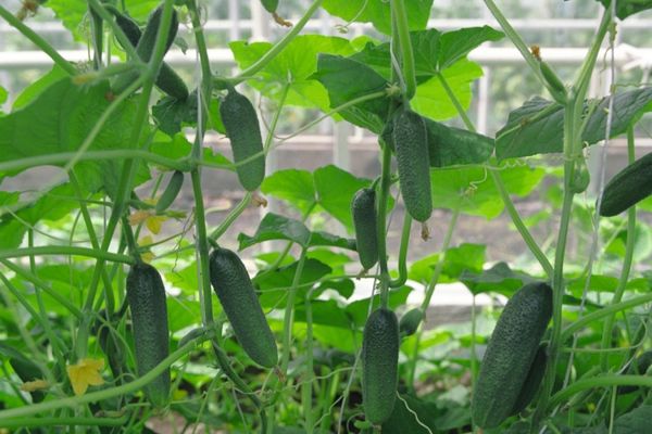 cucumber cultivation