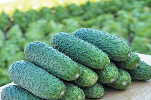 cucumbers on the table