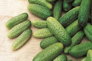 תיאור ומאפייני זן המלפפונים של אסטריקס, היתרונות והחסרונות שלהם