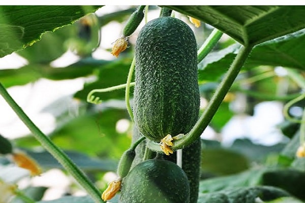 zeytin lekesi