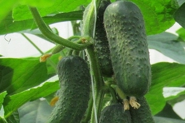 okurka bettina