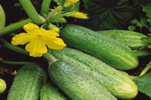 Descrição da variedade de pepino Bidrett f1, características de cultivo e cuidados