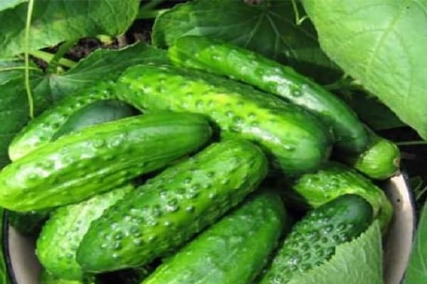cetriolo mercantile