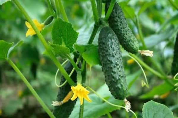 requisiti della tecnologia agricola