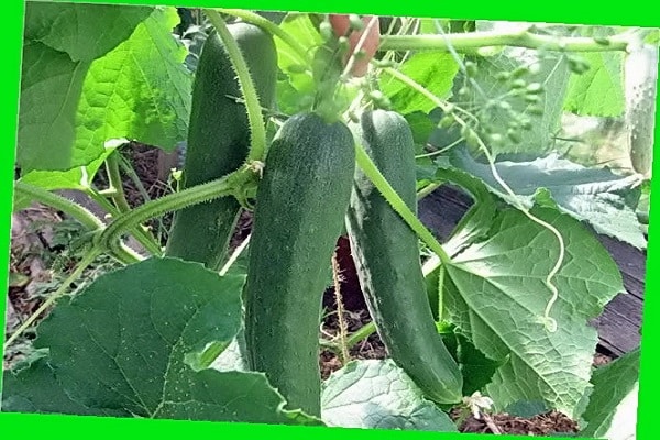 عاصفة ثلجية بالخيار
