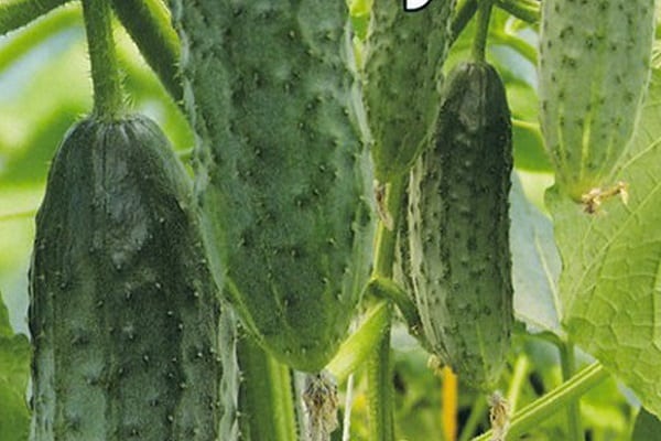الزهور الإناث