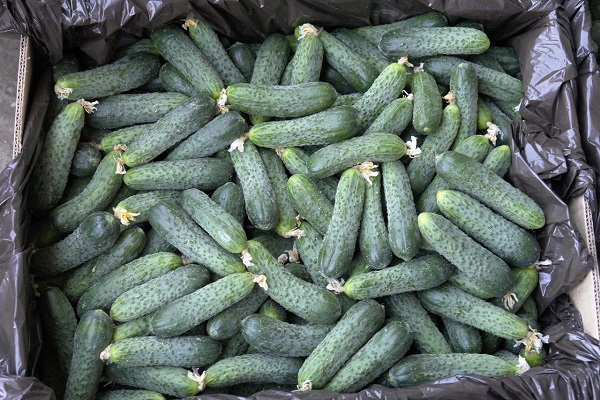 cucumber is perfect