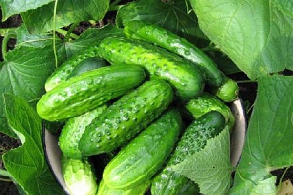 quality harvest