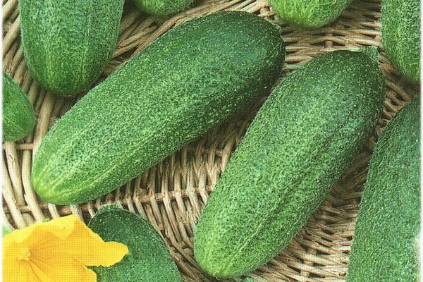 ripening of cucumbers