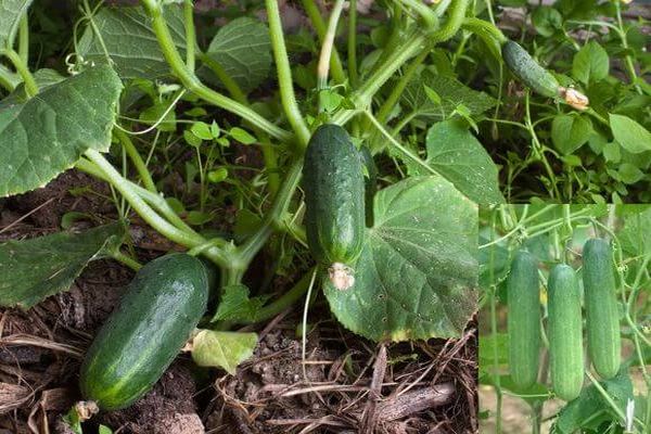 ovary cucumbers