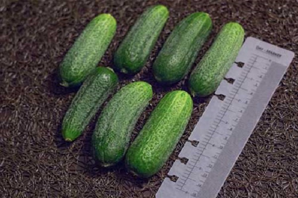 Mineraldünger