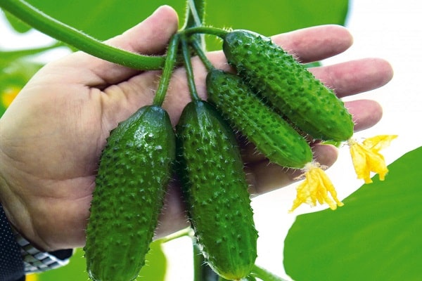 bitki tohumları