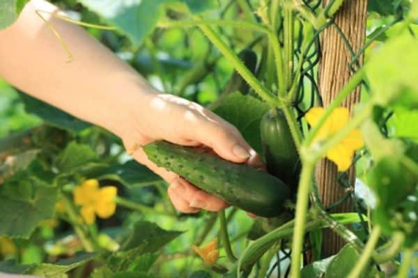 cucumbers care for them
