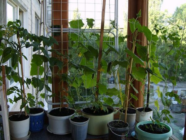 varietà di cetrioli cespugli di cetriolo Balcone Miracolo sul balcone