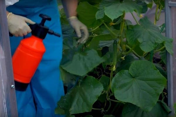 werden mit Trichopol behandelt
