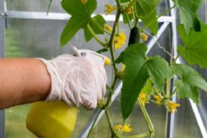 Aplicações e dosagem de Trichopolum para pulverização e processamento de pepinos